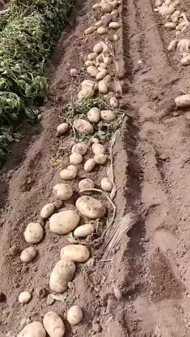 精品沃土五号