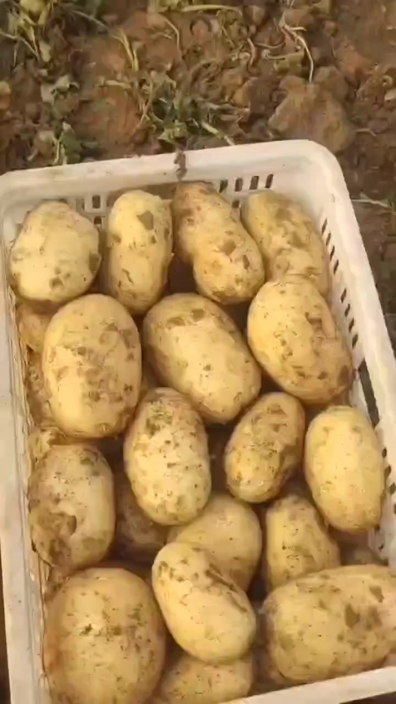 精品沃土五号