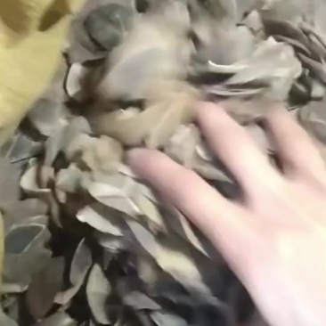 中药材麒麟片保质保量欢迎来电咨询
