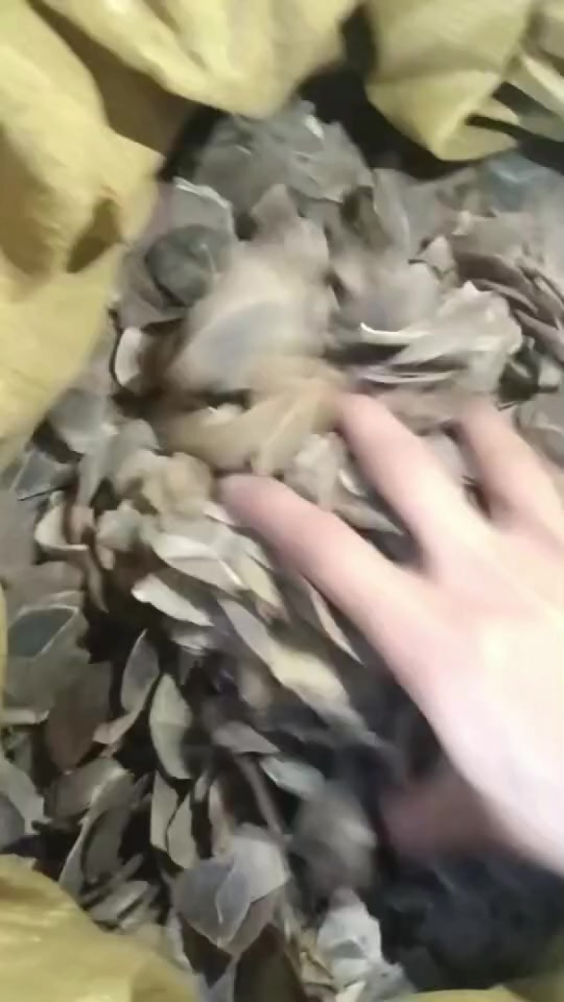 中药材麒麟片保质保量欢迎来电咨询