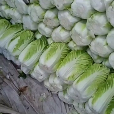 黄心白菜