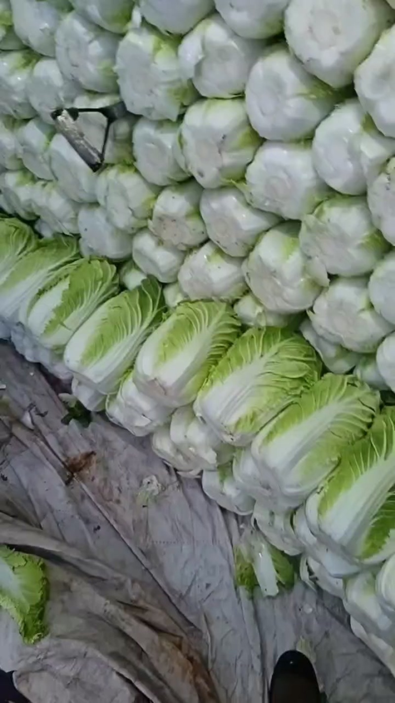 黄心白菜