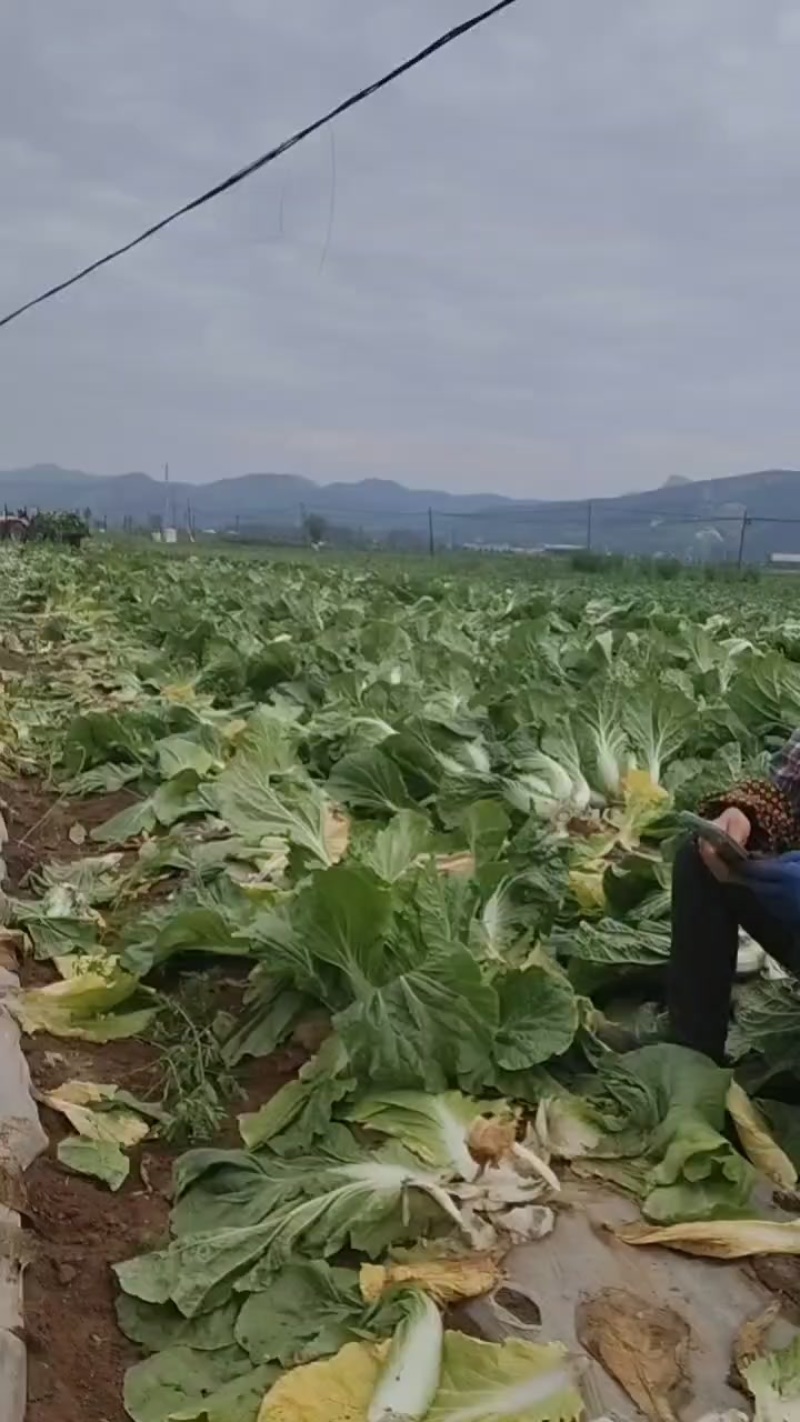 黄心白菜
