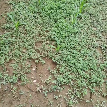 大量马齿菜出售