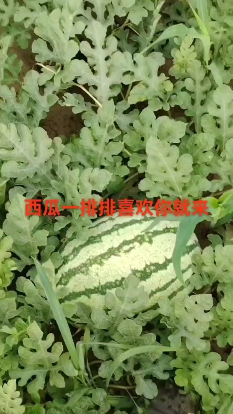 沾化砂土西瓜