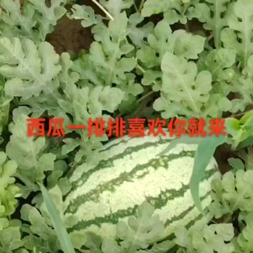 沾化砂土西瓜