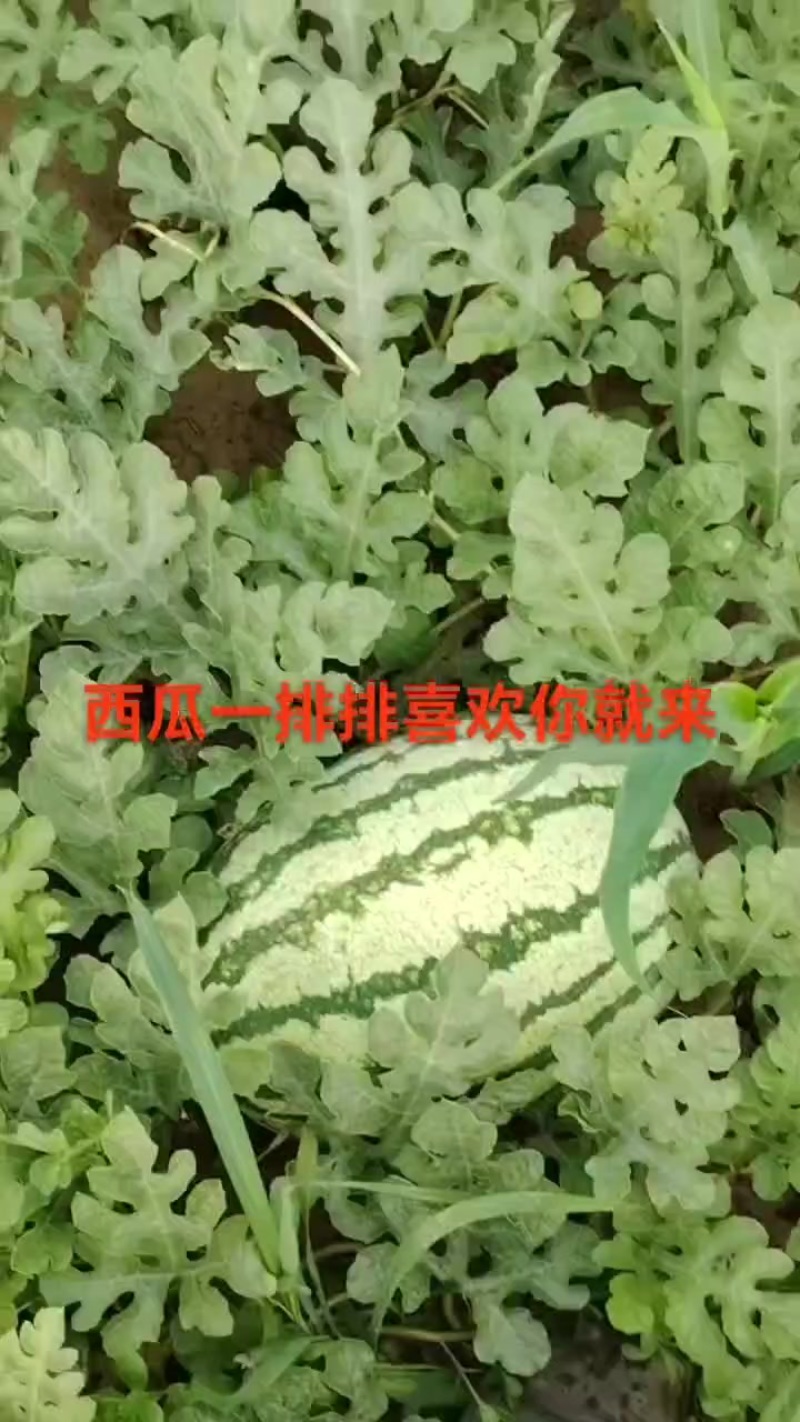 沾化砂土西瓜