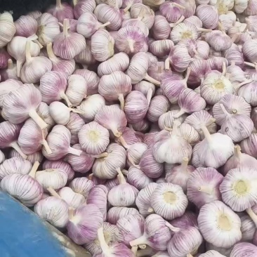 邳州净蒜