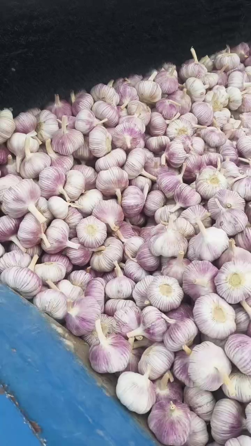 邳州净蒜