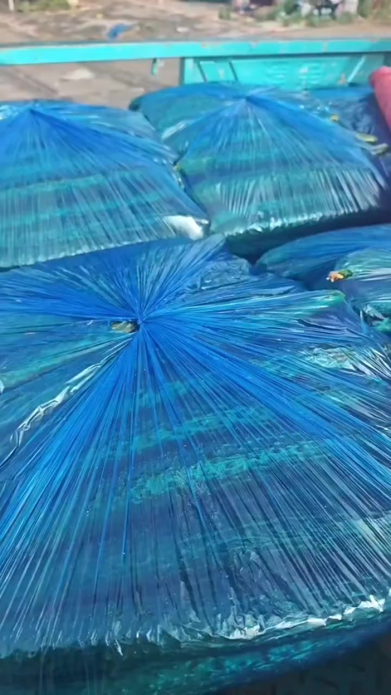 密刺黄瓜