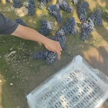 昌黎玫瑰香葡萄