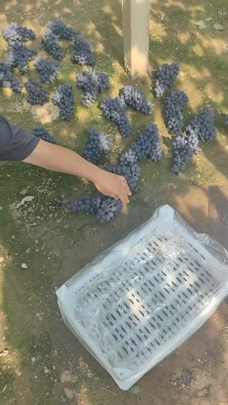 昌黎玫瑰香葡萄