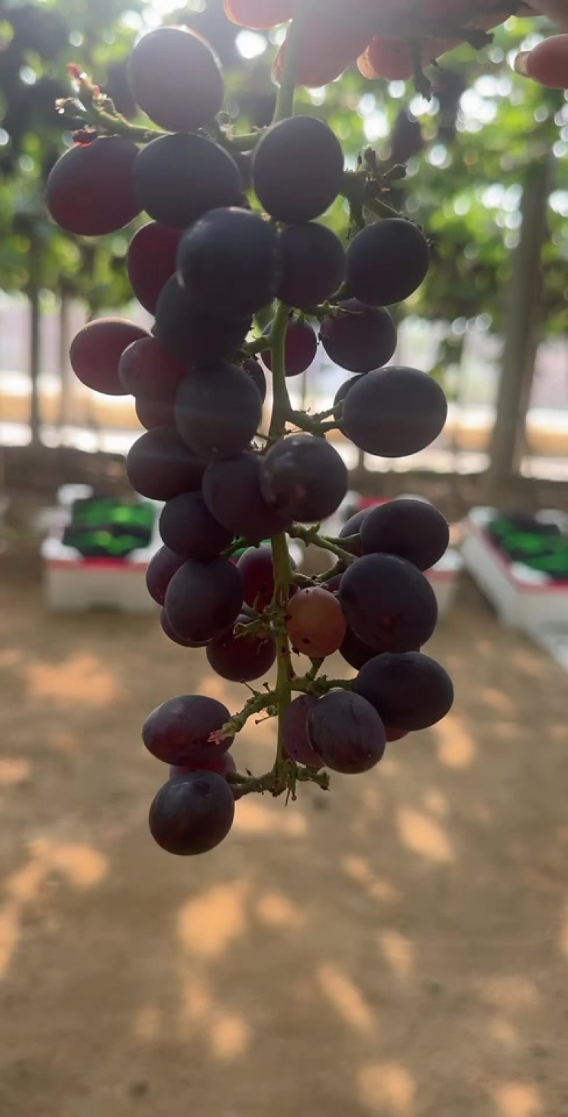 昌黎玫瑰香葡萄