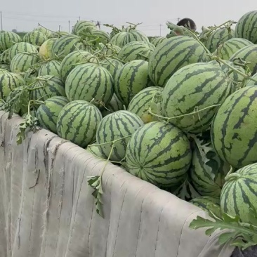 露地麒麟西瓜8424美都