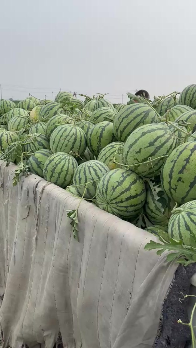 露地麒麟西瓜8424美都