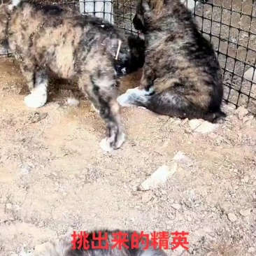 中亚牧羊犬