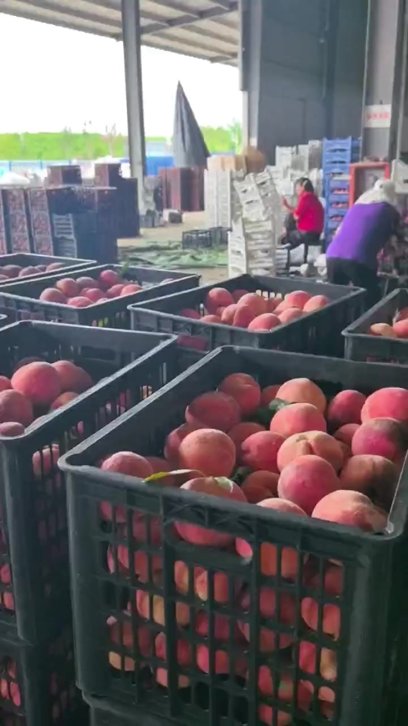 诚信果品，欢迎骚扰