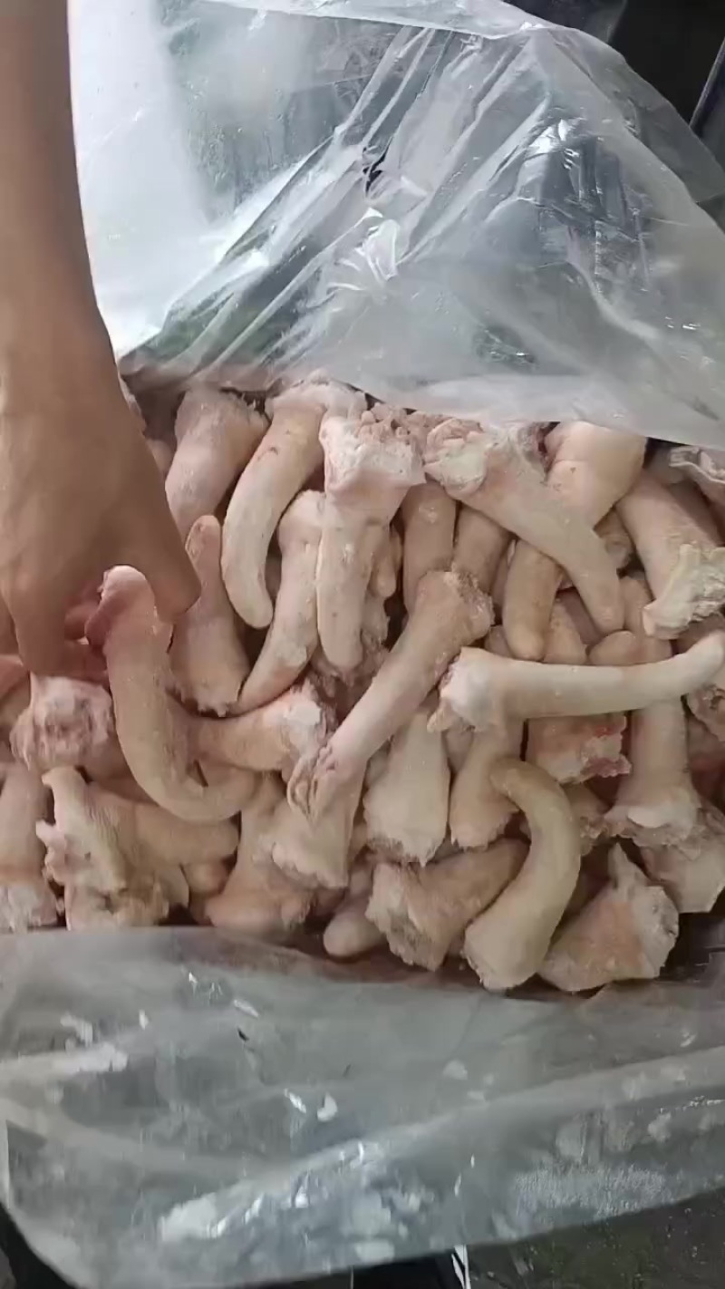 二级猪短尾长期有货质量好厂家新货可以视频看货