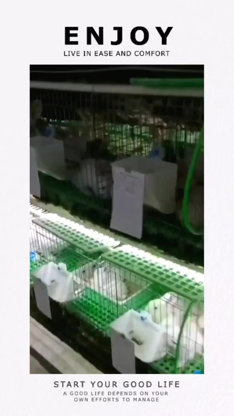 自家养肉兔