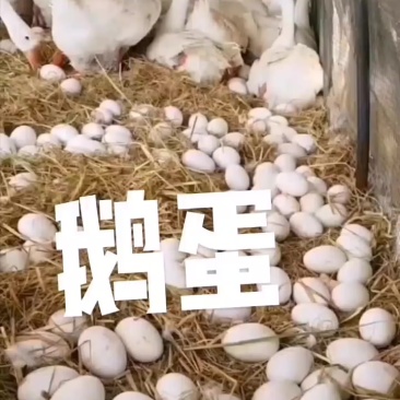 鸿泰蛋品批发鹅蛋***********