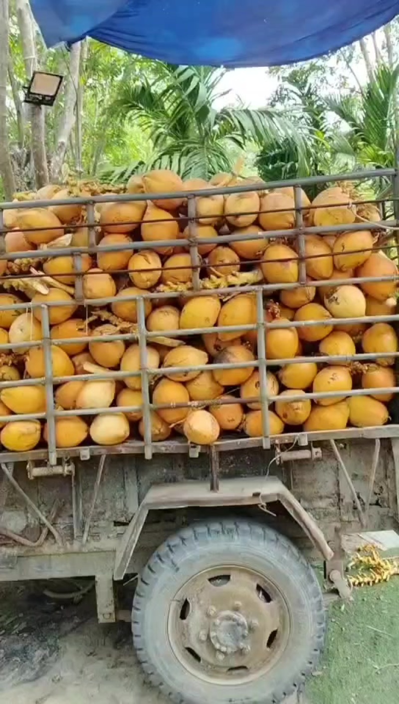 青椰，黄金椰，香水椰