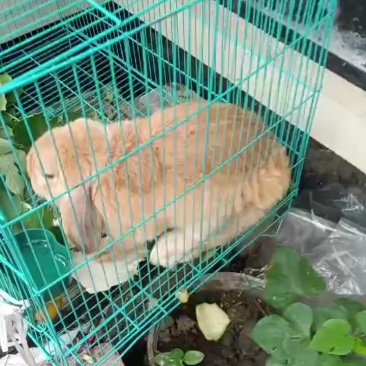 兔子