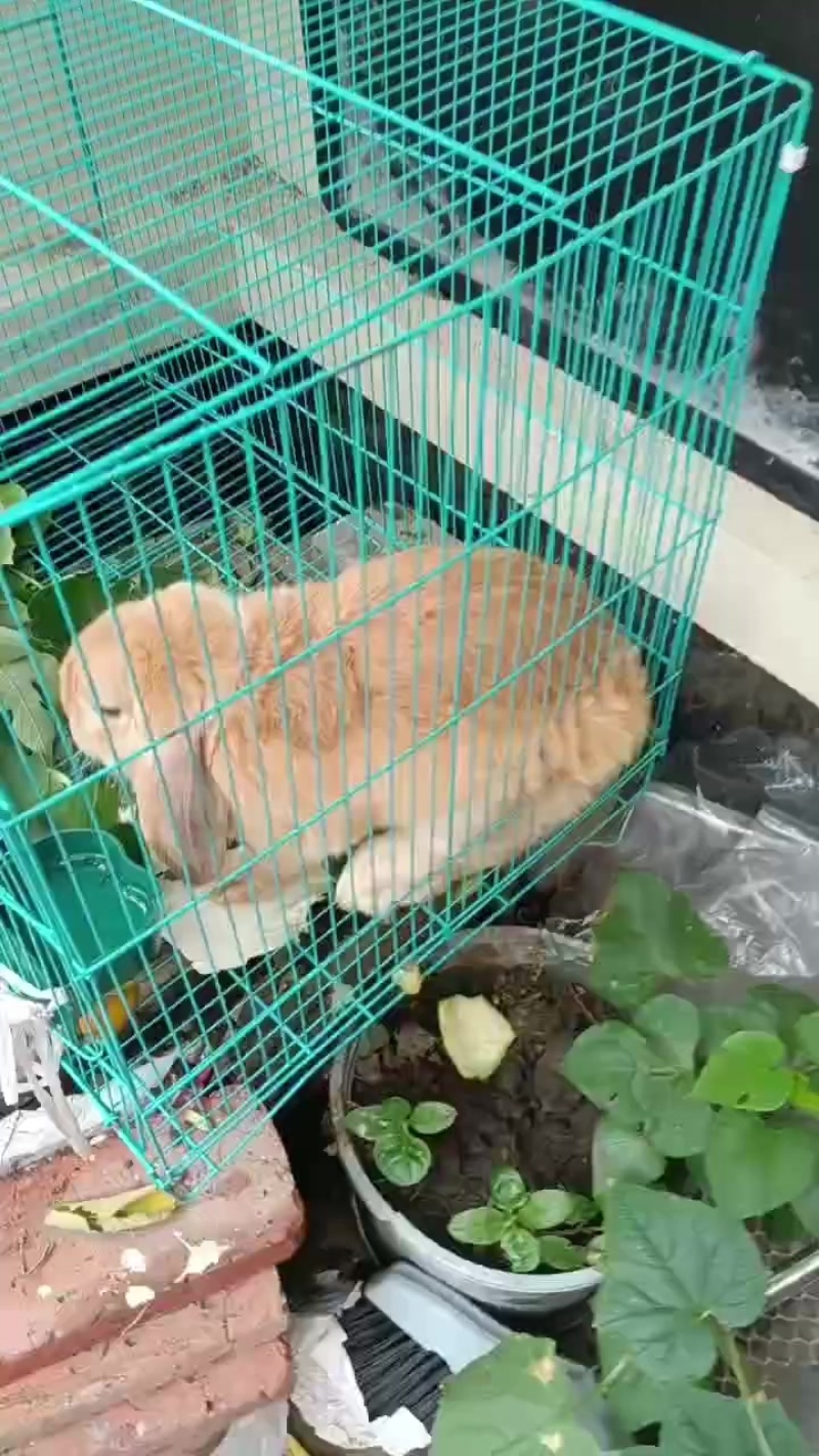 兔子