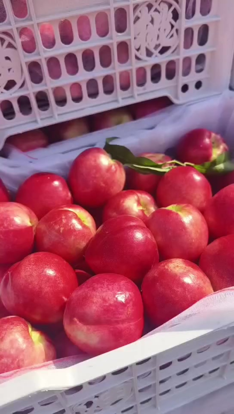 山东蒙阴中油13大量上市