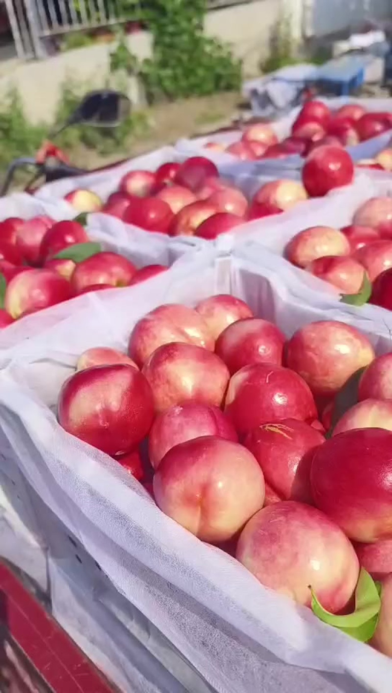 山东蒙阴中油13大量上市