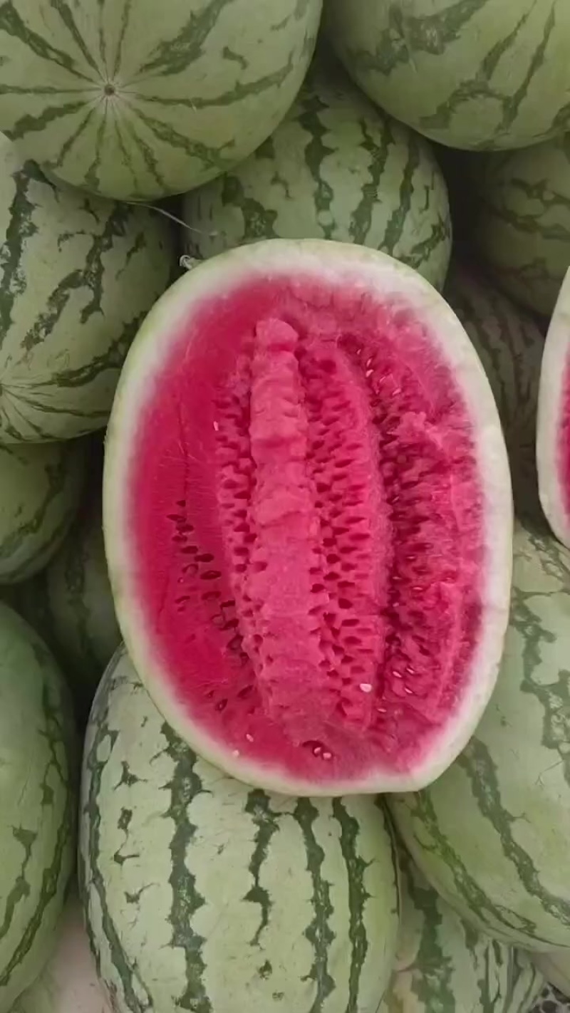 宁夏石头瓜