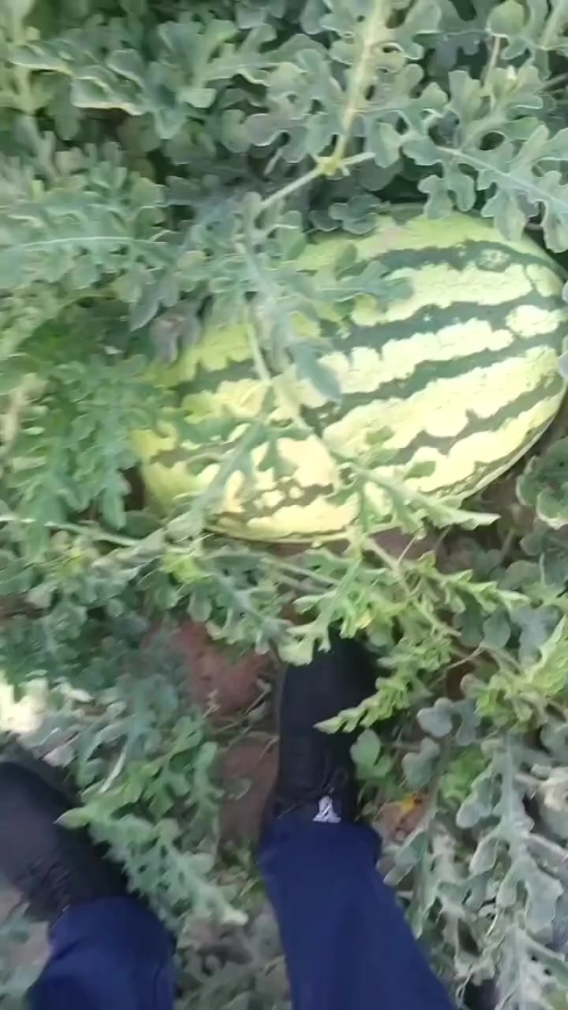 宁夏石头瓜