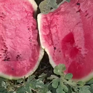 大棚甜王