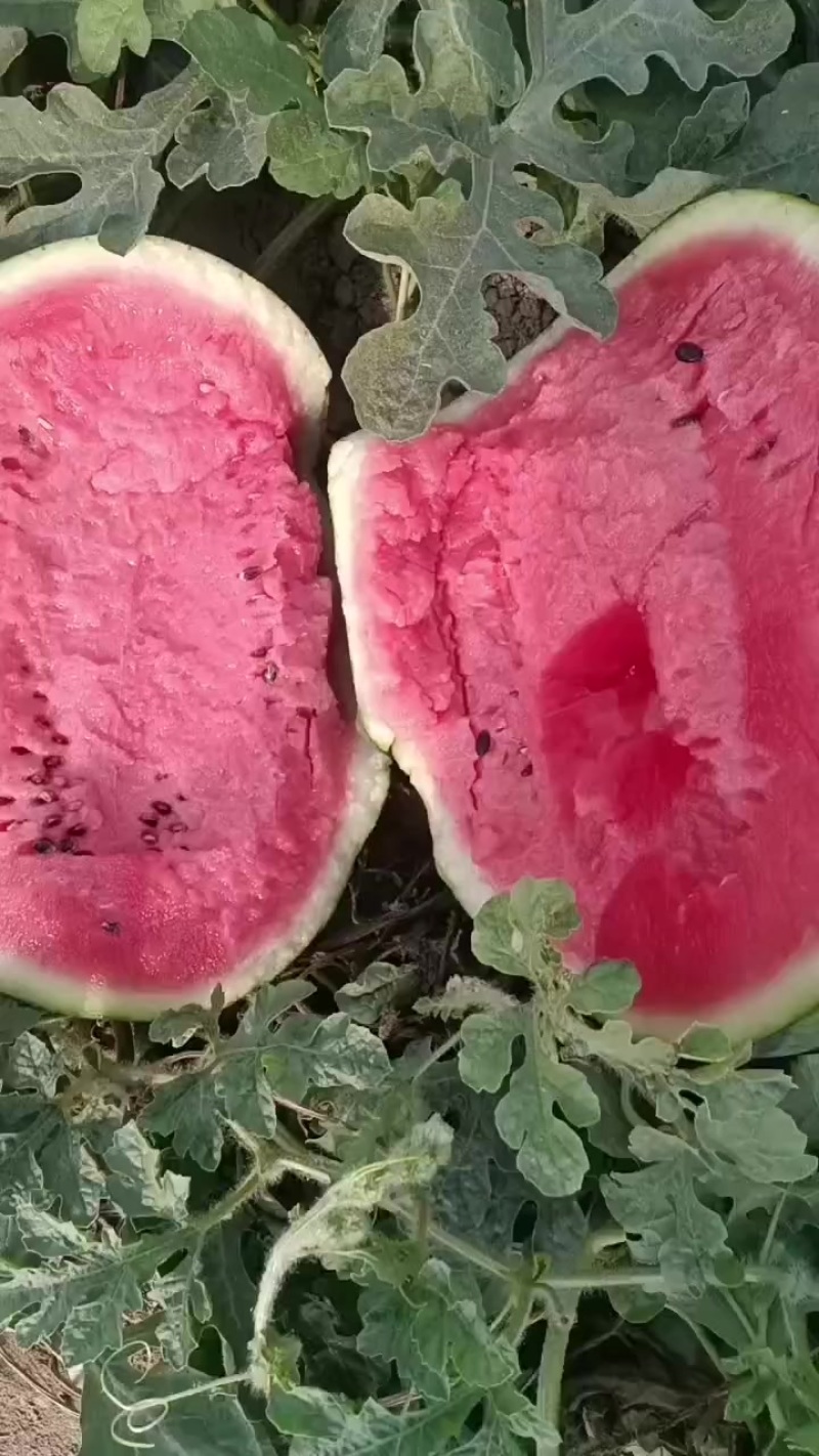 大棚甜王