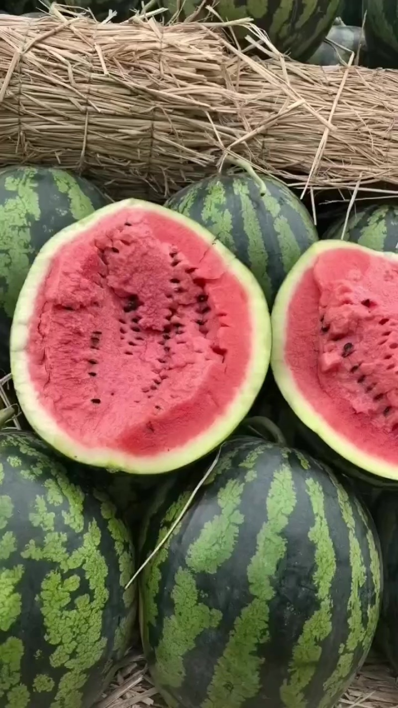 大棚甜王