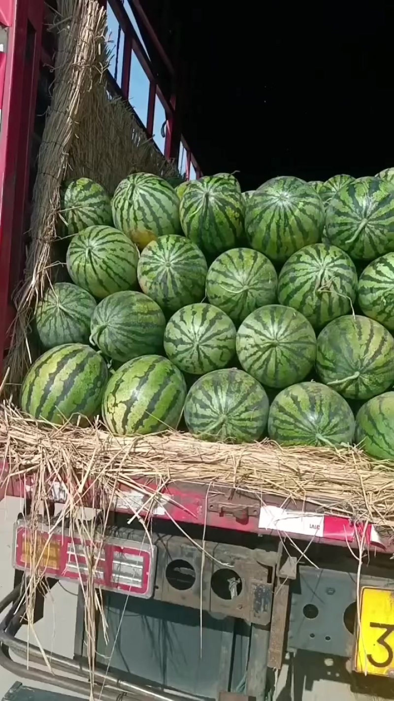 大棚甜王