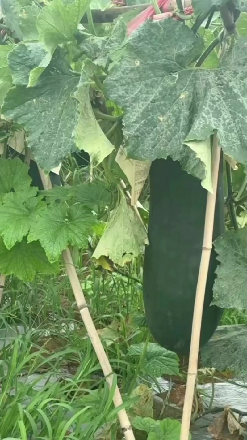 宾阳吊冬瓜。