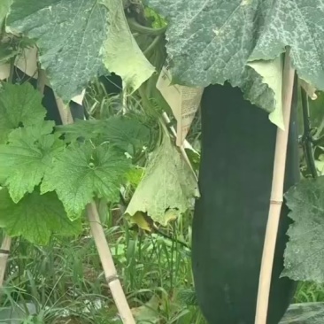 宾阳吊冬瓜。