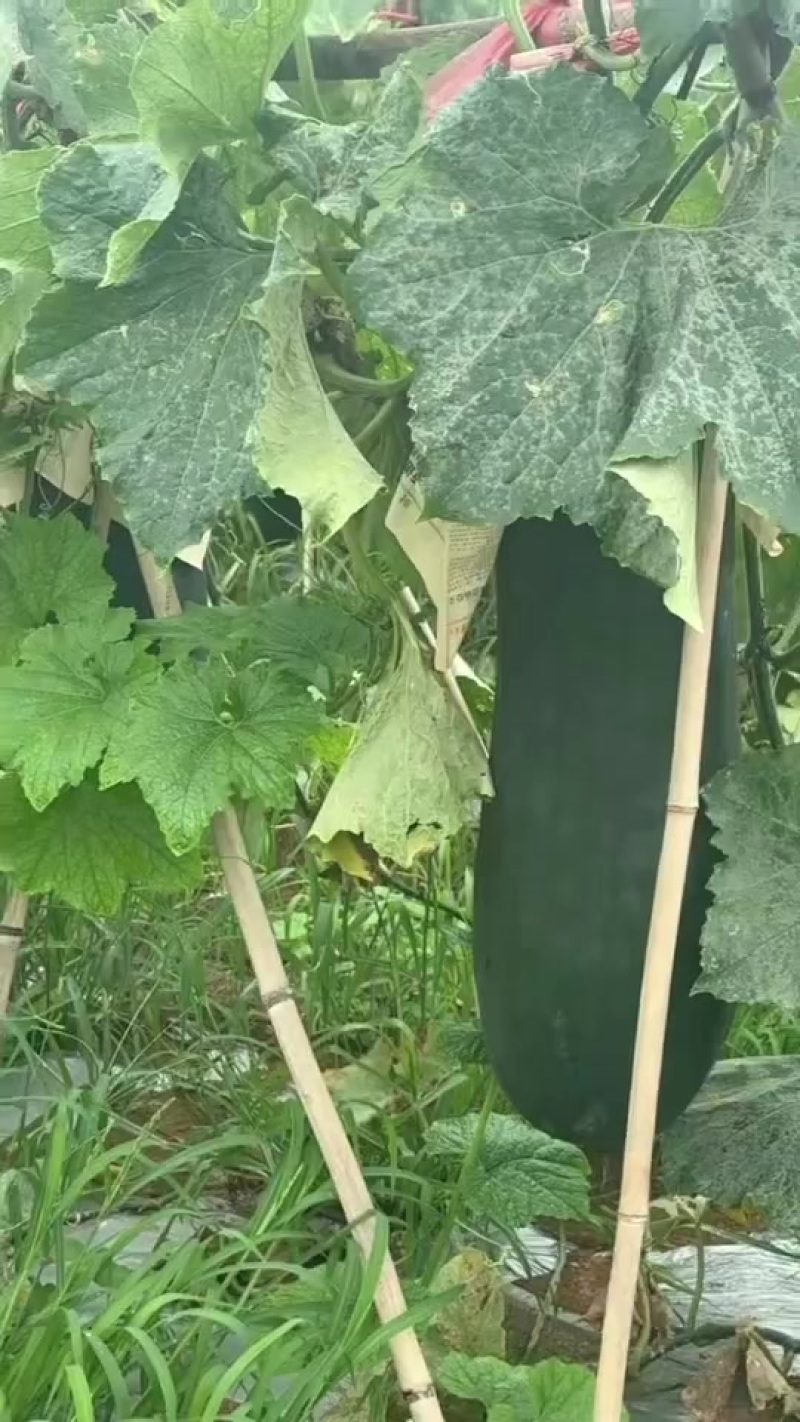 宾阳吊冬瓜。