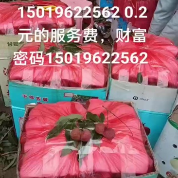 黑叶荔枝