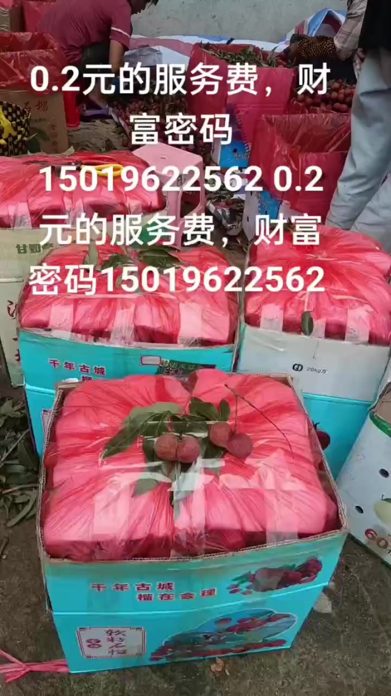 黑叶荔枝