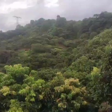 从化桂味，同城的话当天。荔枝不隔夜卖，早上摘