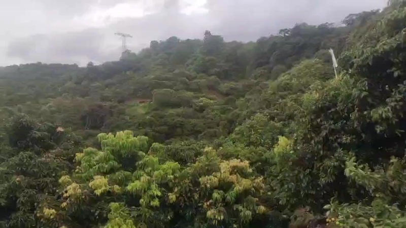 从化桂味，同城的话当天。荔枝不隔夜卖，早上摘
