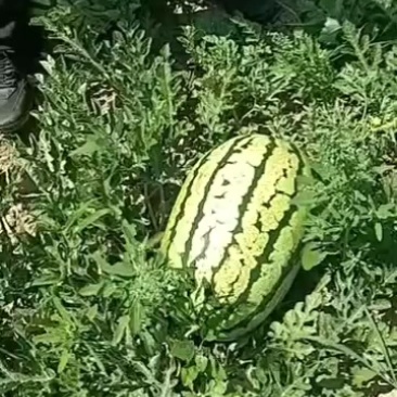 西瓜，水果