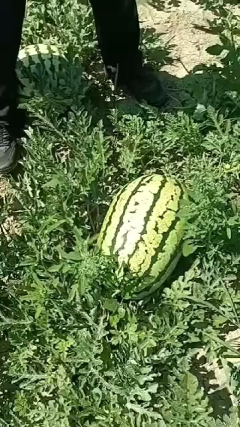西瓜，水果