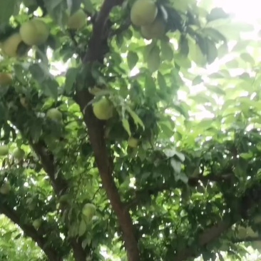 早中晚各类李子