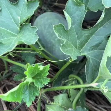 漯河临颖万亩冬瓜种植现在开始大量上市