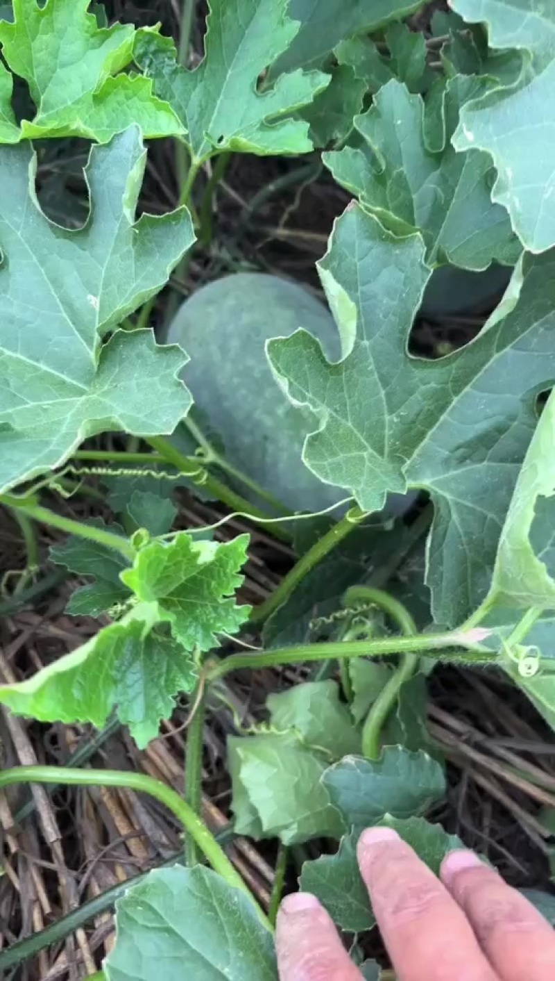 漯河临颖万亩冬瓜种植现在开始大量上市