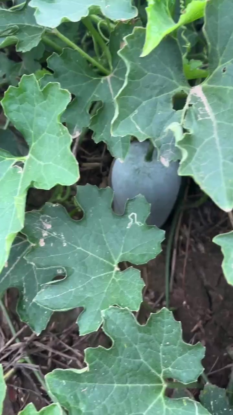 漯河临颖万亩冬瓜种植现在开始大量上市