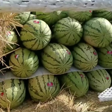 宁夏中卫西砂瓜