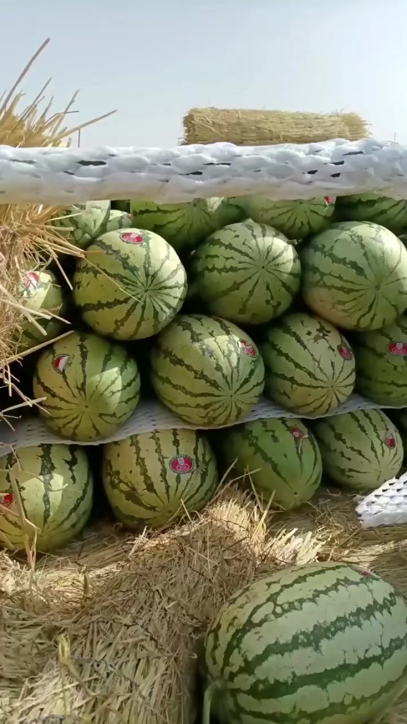 宁夏中卫西砂瓜
